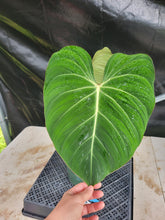 Load image into Gallery viewer, Philodendron Gloriosum, Pink Veined Back, Exact Plant Ships Nationwide