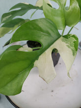 Load image into Gallery viewer, Tetrasperma, exact plant, variegated Rhaphidophora, ships nationwide