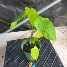 Load image into Gallery viewer, Philodendron Sharoniae, Exact Plant Ships Nationwide