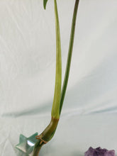 Load image into Gallery viewer, Philodendron Quercifolium, Exact Plant