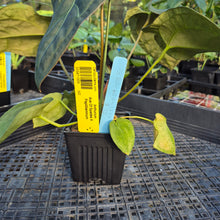 Load image into Gallery viewer, Anthurium Ace Of Spades X Papillilaminum, Exact Plant Ships Nationwide