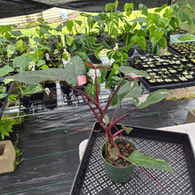 Load image into Gallery viewer, Philodendron Pink Princess Variegated exact plant, Fedex 2day