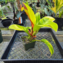 Load image into Gallery viewer, Philodendron Red Moon. not Yellow Flame, Exact Plant Variegated