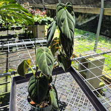 Load image into Gallery viewer, Philodendron Melanochrysum Variegated exact plant, Fedex 2day*