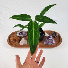 Load image into Gallery viewer, Anthurium Warocqueanum, Queen 4" pot, Fedex 2 day*