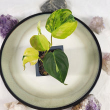 Load image into Gallery viewer, Philodendron Hederaceum Micans Aurea, 2.5” pot, Fedex 2 day*