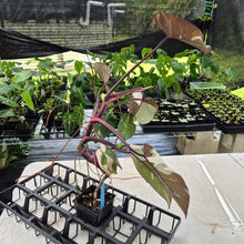 Load image into Gallery viewer, Philodendron Red Anderson Variegated exact plant, Fedex 2day*