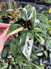 Load image into Gallery viewer, Monstera Adansonii Laniata Albo Variegated 4" pot, Fedex 2day*