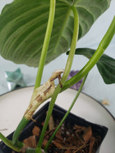 Load image into Gallery viewer, Philodendron Splendid, Exact Plant