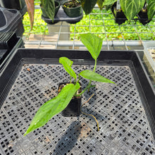 Load image into Gallery viewer, Monstera Acacoyaguensis 2.5" pot, Fedex 2day*