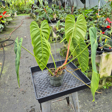 Load image into Gallery viewer, Philodendron Esmeraldense exact plant, Fedex 2day*