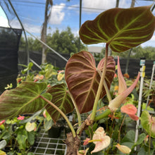 Load image into Gallery viewer, Philodendron Verrucosum Amazon Sunset exact plant, Fedex 2day*