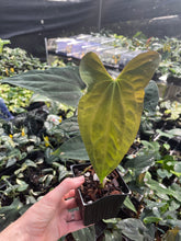 Load image into Gallery viewer, Anthurium Papillilaminum Fort Sherman X Ralph Lynam 4" pot, Fedex 2day*