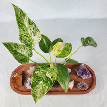 Load image into Gallery viewer, Scindapsus Silver Lady 6" pot, Fedex 2 day*