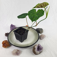 Load image into Gallery viewer, Philodendron Verrucosum 4" pot, Fedex 2day*
