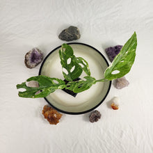 Load image into Gallery viewer, Monstera Adansonii Mint "Indonesia", Exact Plant Variegated Ships Nationwide