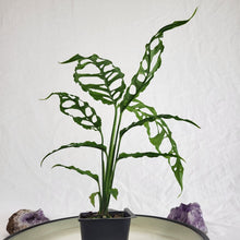 Load image into Gallery viewer, Monstera Obliqua Peru, Exact Plant Ships Nationwide