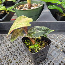 Load image into Gallery viewer, Alocasia Polly Mint Pink variegated 2.5" pot, Fedex 2day*