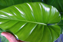 Load image into Gallery viewer, Philodendron Giganteum Large Exact Plant