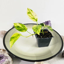 Load image into Gallery viewer, Epipremnum Pinnatum Yellow Flame, Exact Plant Variegated Ships Nationwide