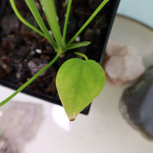 Load image into Gallery viewer, Anthurium Veitchii 4" pot, Fedex 2day*