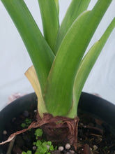 Load image into Gallery viewer, Cucullata Banana Split, Exact Plant, variegated Alocasia