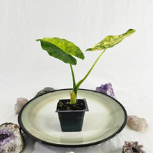 Load image into Gallery viewer, Alocasia Gageana Aurea, Exact Plant Variegated