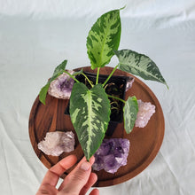 Load image into Gallery viewer, Homalomena Schismatoglottis Neoguineensis 4" pot, Fedex 2 day*