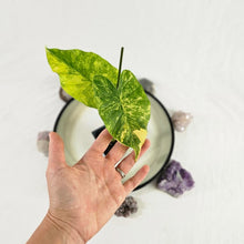 Load image into Gallery viewer, Alocasia Gageana Aurea, Exact Plant Variegated