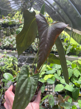 Load image into Gallery viewer, Anthurium Papillilaminum Fort Sherman X ( FS X Ralph Lynam) 8" pot, Fedex 2day