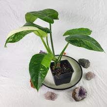 Load image into Gallery viewer, Philodendron Jose Buono, Exact Plant Variegated Ships Nationwide