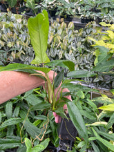 Load image into Gallery viewer, Philodendron 69686 Bette Waterbury 2.5" pot, Fedex 2day*
