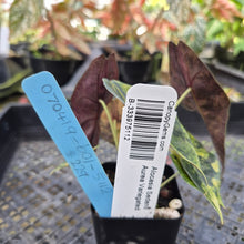 Load image into Gallery viewer, Alocasia Sedenii Aurea Variegated, Exact Plant Ships Nationwide
