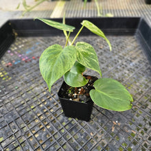 Load image into Gallery viewer, Philodendron Hederaceum, Heart Leaf, Exact Plant Variegated Ships Nationwide