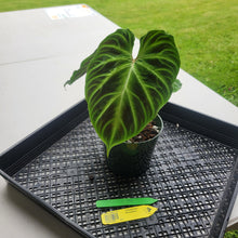 Load image into Gallery viewer, Philodendron Verrucosum, Exact Plant Ships Nationwide