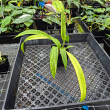Load image into Gallery viewer, Anthurium Vittarifolium , Exact Plant Variegated Ships Nationwide