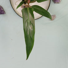 Load image into Gallery viewer, Philodendron Mexicanum Shipped Nationwide