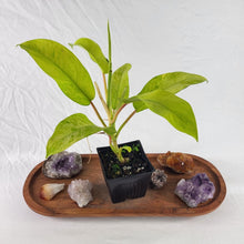 Load image into Gallery viewer, Philodendron Thai Sunrise Variegated 4" pot, Fedex 2day*