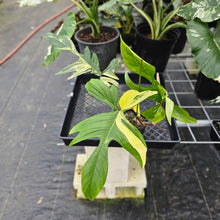 Load image into Gallery viewer, Philodendron Florida Beauty, Exact Plant Variegated Ships Nationwide