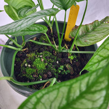 Load image into Gallery viewer, Monstera Siltepecana El Salvador 6" pot, ships nationwide