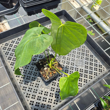 Load image into Gallery viewer, Anthurium Warocqueanum x Noid exact plant, Fedex 2day*
