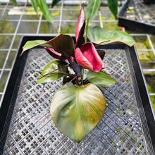 Load image into Gallery viewer, Philodendron Red Heart, Exact Plant