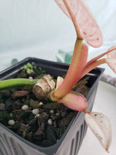 Load image into Gallery viewer, Whipple Way, Exact Plant, variegated Philodendron