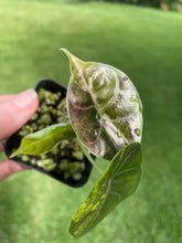 Load image into Gallery viewer, Alocasia Azlanii Aurea variegated 2.5" pot, Fedex 2day*