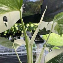 Load image into Gallery viewer, Monstera Borsigiana Albo Deliciosa Variegated exact plant, Fedex 2day*