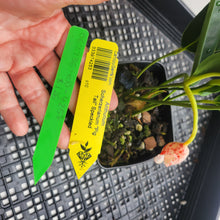 Load image into Gallery viewer, Anthurium Scherzerianum "Pig Tail", Exact Plant Ships Nationwide