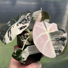Load image into Gallery viewer, Alocasia Black Velvet Pink variegated exact plant, Fedex 2day*
