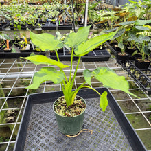 Load image into Gallery viewer, Alocasia Cucullata Banana Split Variegated exact plant, Fedex 2day*