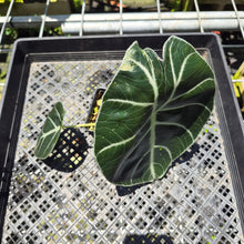 Load image into Gallery viewer, Alocasia Longiloba Grandis x Sanderiana 'Mark Campbell' exact plant, Fedex 2day*