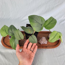 Load image into Gallery viewer, Scindapsus Silver Hero, Exact Plant